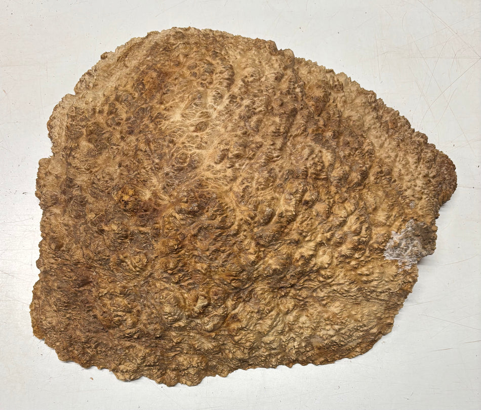 Relojes/Losas de burl de goma roja 21" x 15" x 4", 22,5 libras | #115