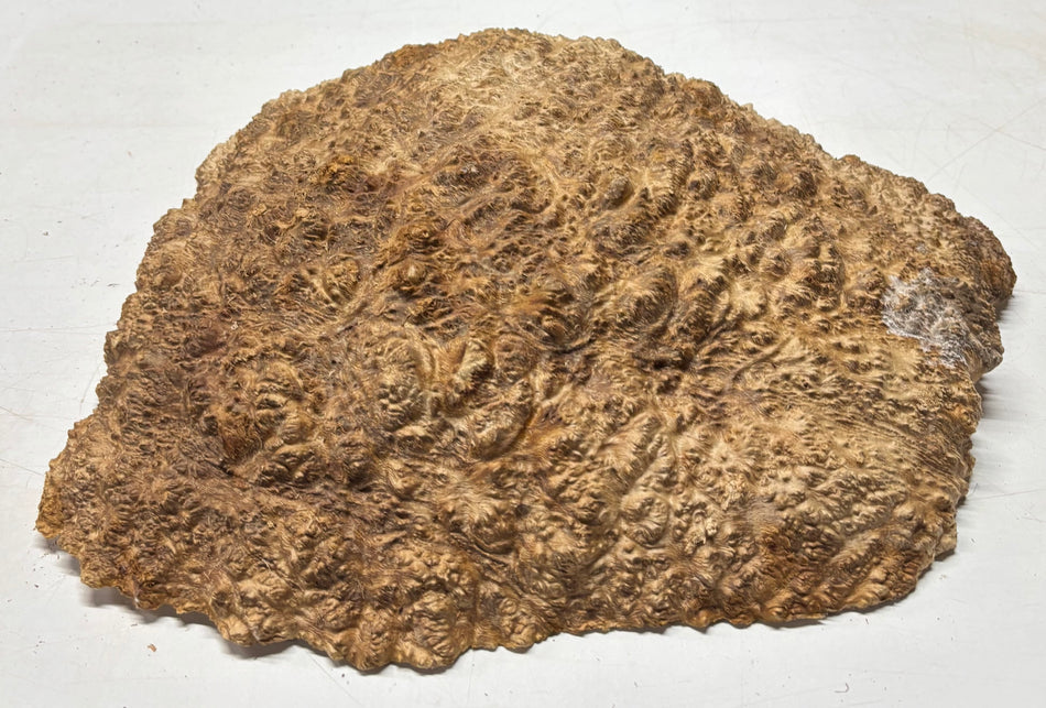Relojes/Losas de burl de goma roja 21" x 15" x 4", 22,5 libras | #115