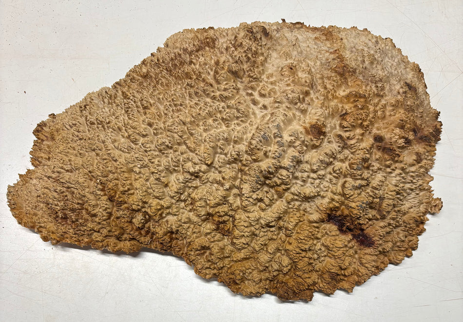 Kaniste Burl 12" x 8" x 6", 10 libras | #423