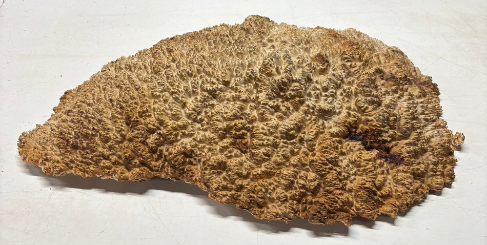 Kaniste Burl 12" x 8" x 6", 10 libras | #423