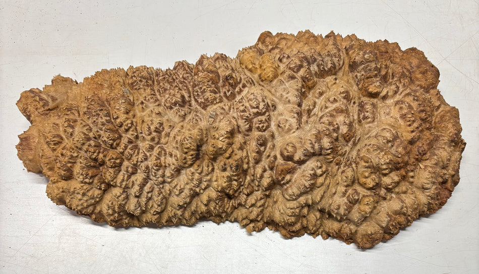 Australian Red Mallee Burl Cap 26" x 12" x 4-1/2" 23.6 Lbs #5018