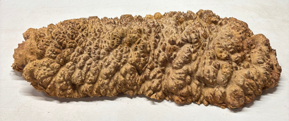 Australian Red Mallee Burl Cap 26" x 12" x 4-1/2" 23.6 Lbs #5018