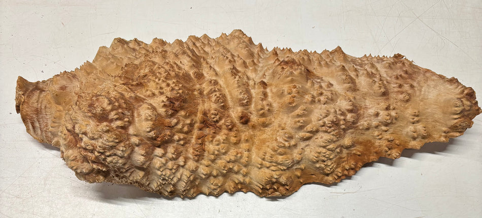 Tazón rojo Coolibah Burl 6" x 6" x 3" 2.2 lbs #234