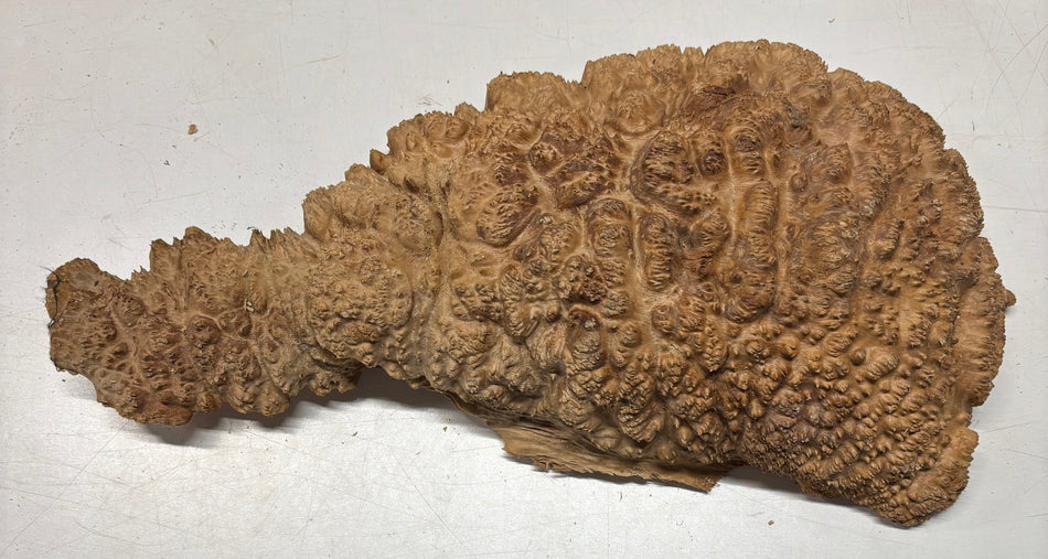 Australian Red Mallee Burl Cap 20" x 11" x 4" 18.4 Lbs #5025