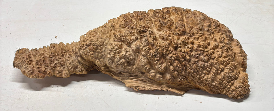Australian Red Mallee Burl Cap 20" x 11" x 4" 18.4 Lbs #5025