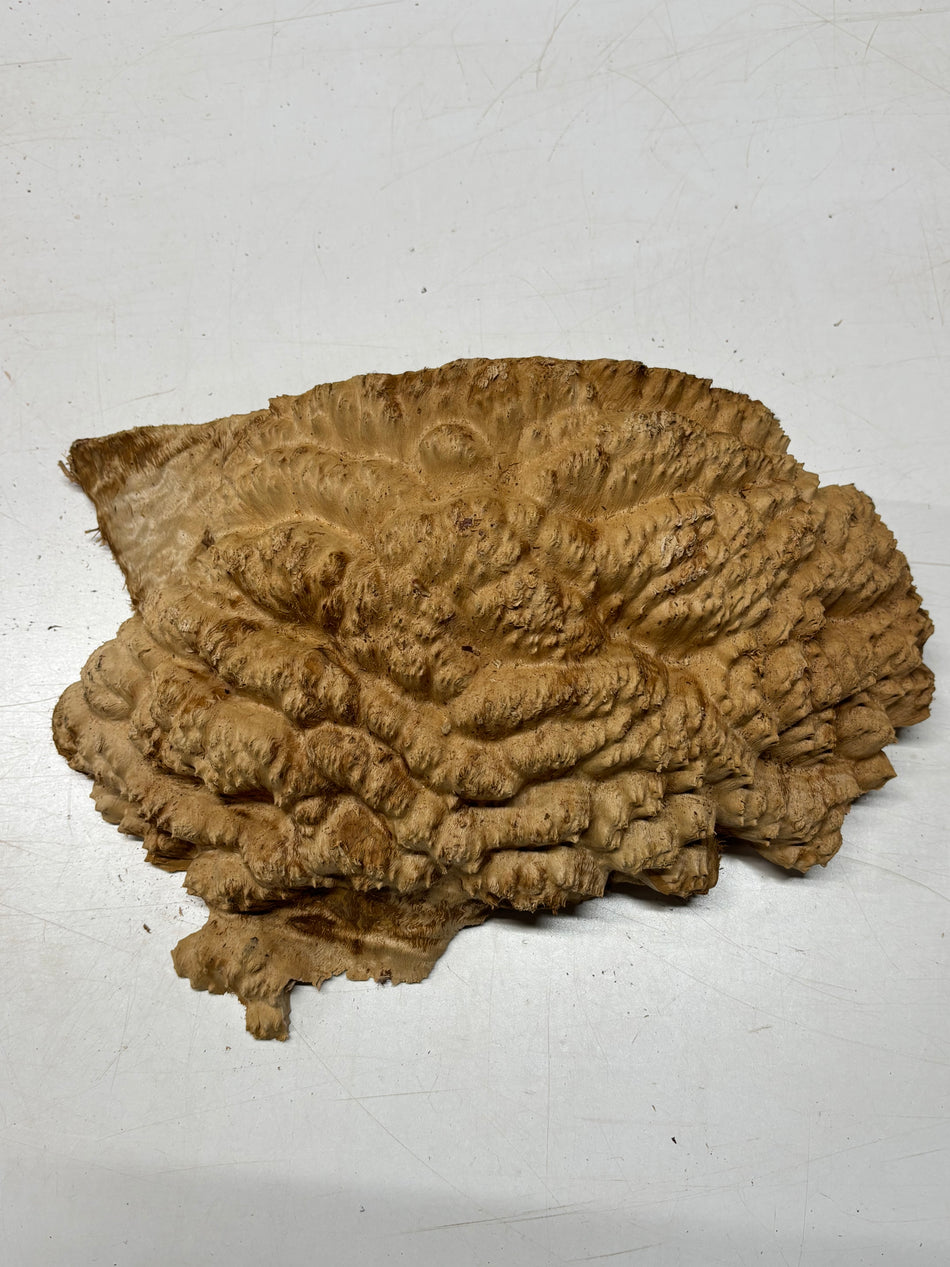 Tazón rojo Coolibah Burl 6" x 6" x 3" 2 lbs #230