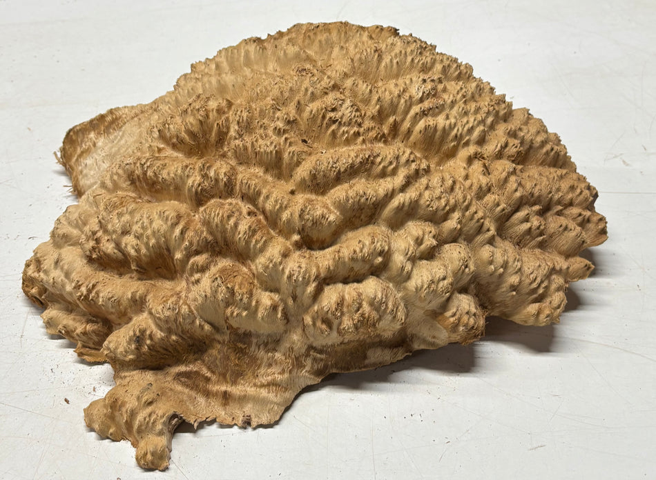 Tazón rojo Coolibah Burl 6" x 6" x 3" 2 lbs #230
