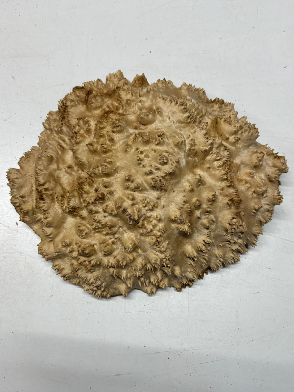 Tazón rojo Coolibah Burl 6" x 6" x 3" 2.5 lbs #229