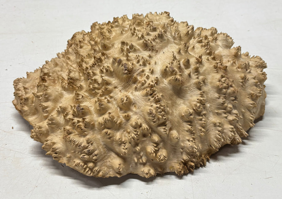 Tazón rojo Coolibah Burl 6" x 6" x 3" 2.5 lbs #229