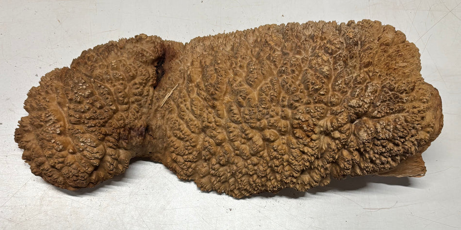 Tazón rojo Coolibah Burl 6" x 6" x 3" 2 lbs #226