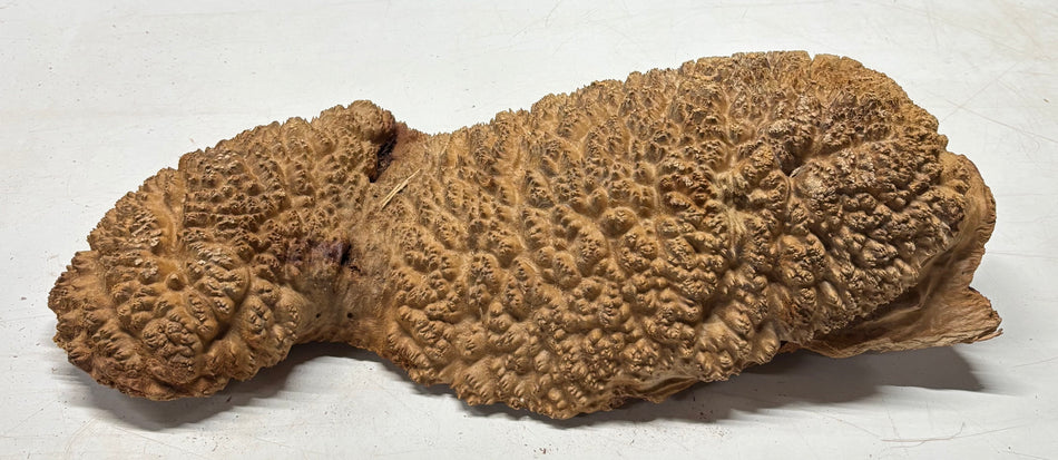 Tazón rojo Coolibah Burl 6" x 6" x 3" 2 lbs #226