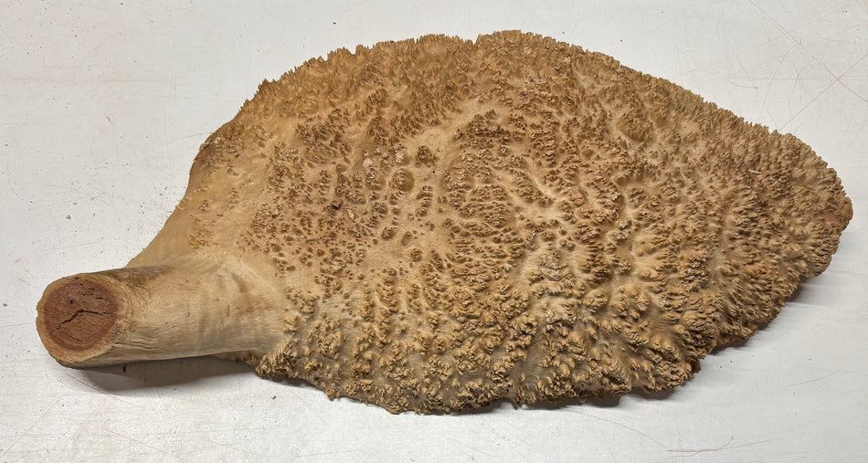 Tazón rojo Coolibah Burl 6" x 6" x 3" 1.7 lbs #225