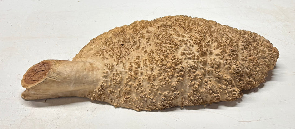 Tazón rojo Coolibah Burl 6" x 6" x 3" 1.7 lbs #225