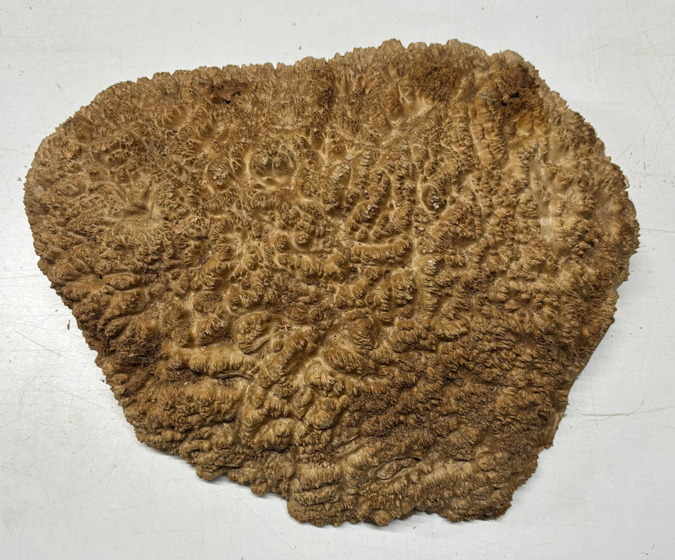 Tazón rojo Coolibah Burl 6" x 6" x 3" 2.8 lbs #224