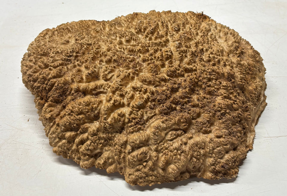 Tazón rojo Coolibah Burl 6" x 6" x 3" 2.8 lbs #224