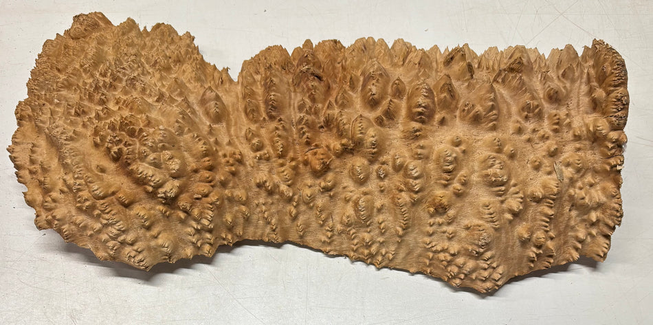Tazón rojo Coolibah Burl 6" x 6" x 3" 2.1 lbs #221