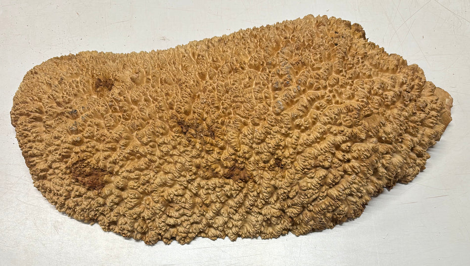 Tazón rojo Coolibah Burl 6" x 6" x 3" 3 lbs #220