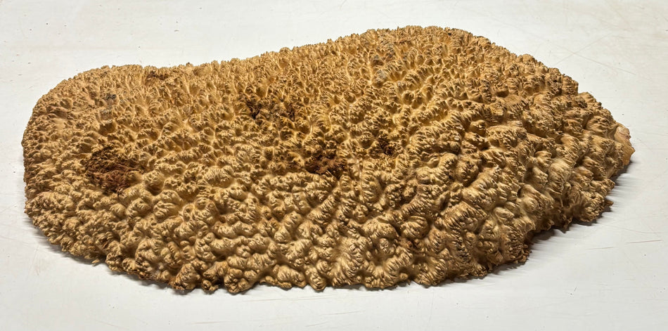 Tazón rojo Coolibah Burl 6" x 6" x 3" 3 lbs #220