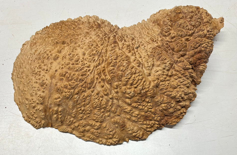 Tazón rojo Coolibah Burl 6" x 6" x 3" 2 lbs #218