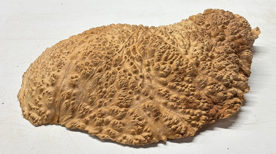 Tazón rojo Coolibah Burl 6" x 6" x 3" 2 lbs #218