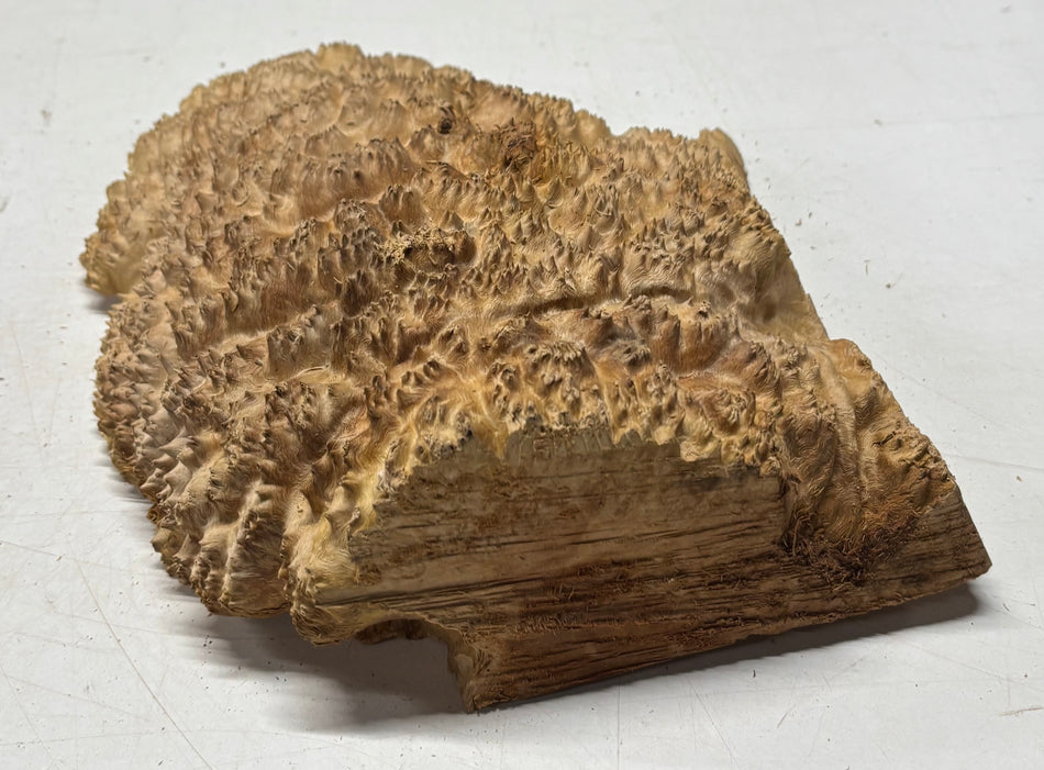 Cuenco rojo Coolibah Burl 6" x 6" x 3" #217