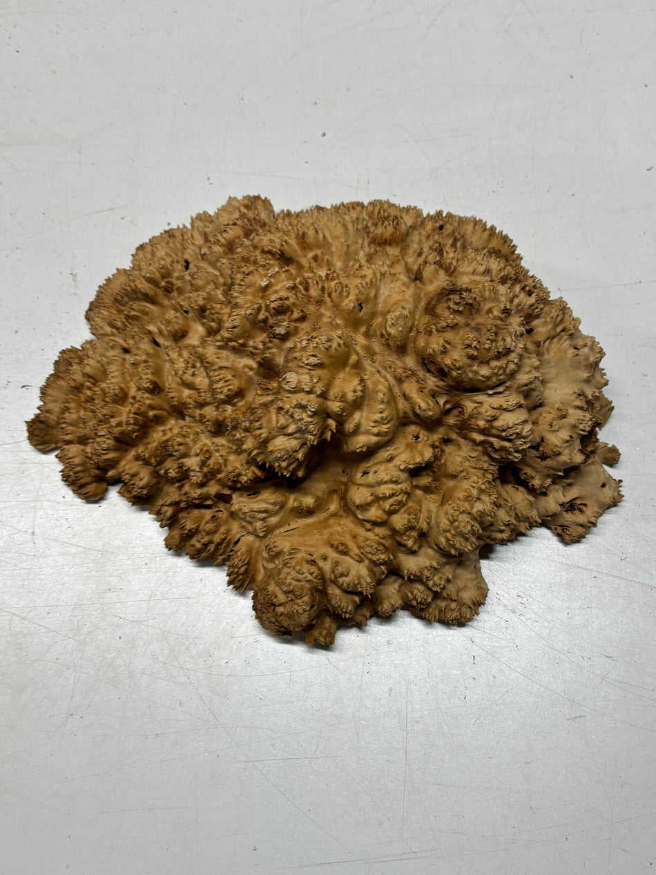 Cuenco rojo Coolibah Burl 6" x 6" x 3" #216