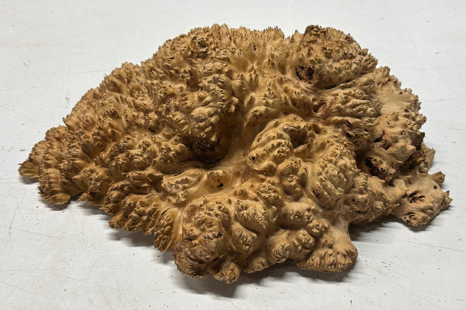 Cuenco rojo Coolibah Burl 6" x 6" x 3" #216