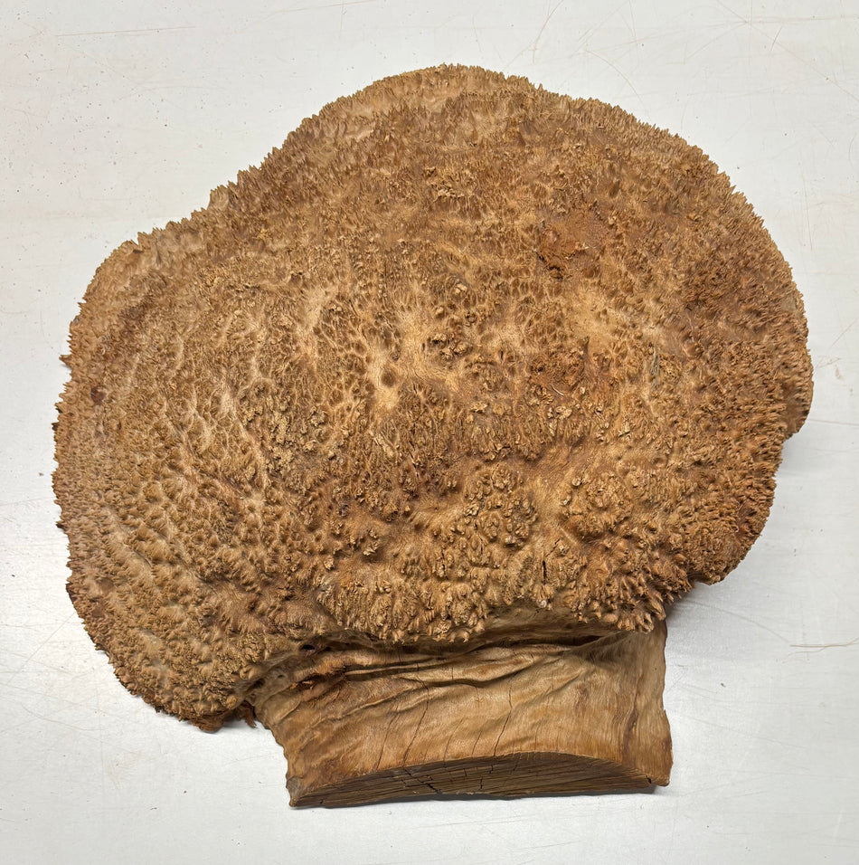 Cuenco rojo Coolibah Burl 6" x 6" x 3" #215