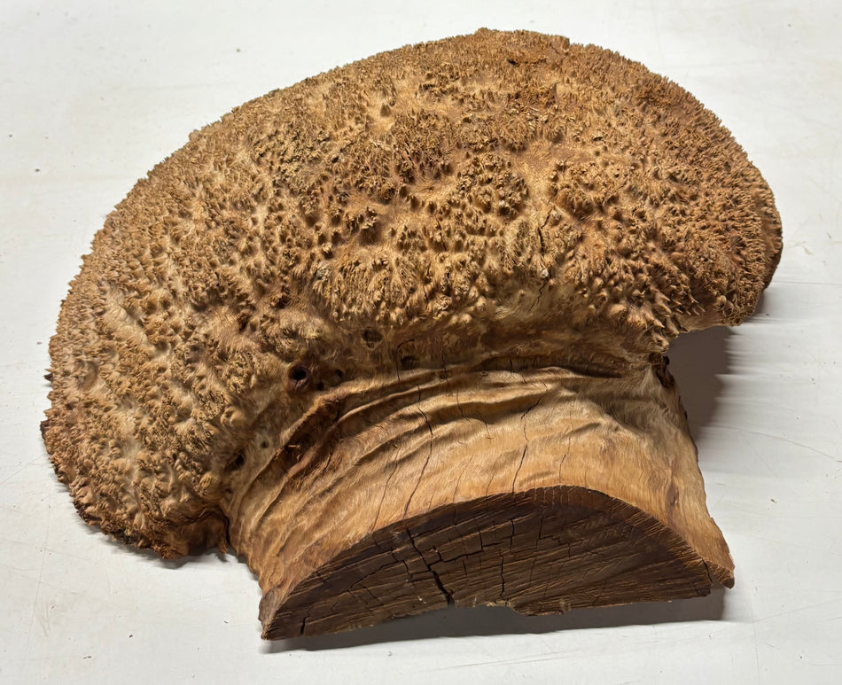 Cuenco rojo Coolibah Burl 6" x 6" x 3" #215