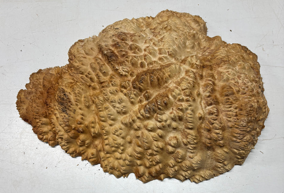 Tazón rojo Coolibah Burl 6" x 6" x 3" - 2 lbs #211