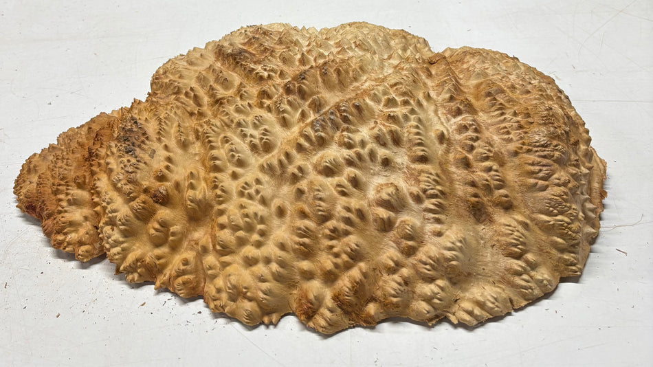 Tazón rojo Coolibah Burl 6" x 6" x 3" - 2 lbs #211