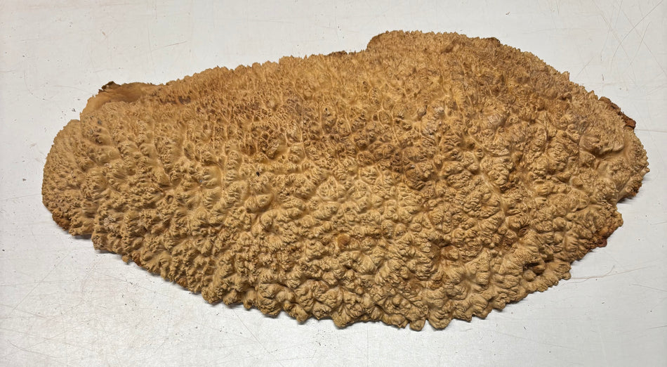 Tazón rojo Coolibah Burl 6" x 6" x 3" - 2.5 lbs #210