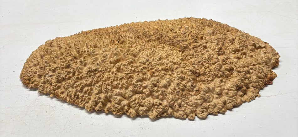 Tazón rojo Coolibah Burl 6" x 6" x 3" - 2.5 lbs #210