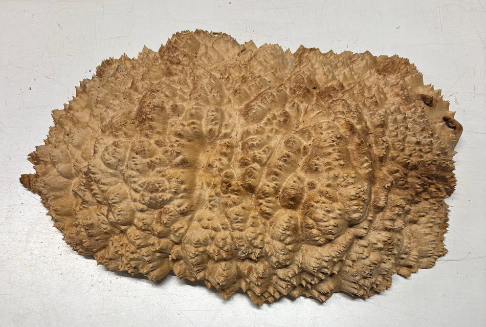 Tazón rojo Coolibah Burl 6" x 6" x 3" - 2.8 lbs #209
