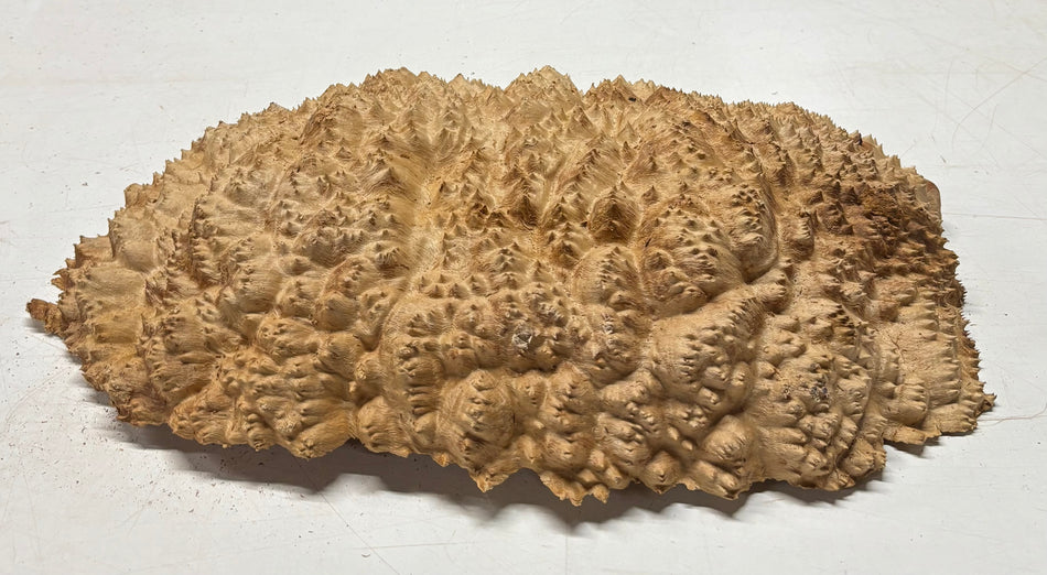Tazón rojo Coolibah Burl 6" x 6" x 3" - 2.8 lbs #209