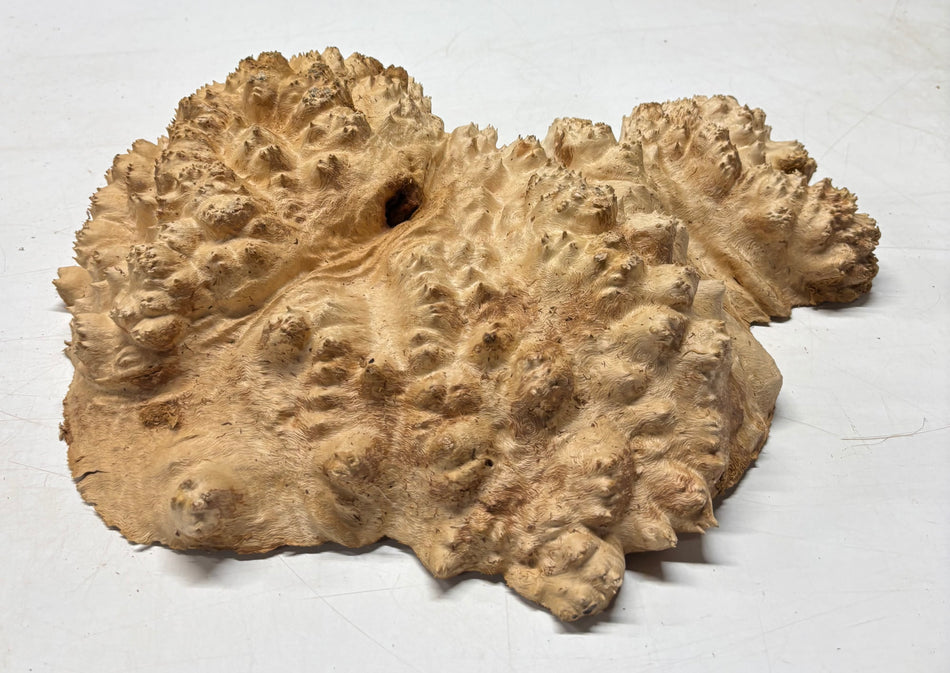 Tazón rojo Coolibah Burl 6" x 6" x 3" - 2 lbs #208