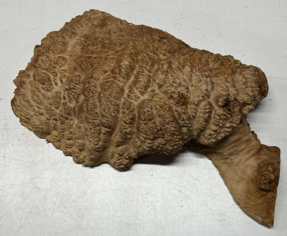 Tazón rojo Coolibah Burl 6" x 6" x 3" - 2.2 lbs #206