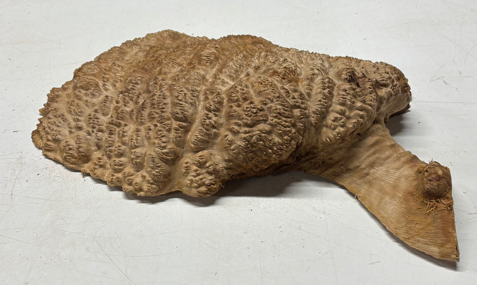 Tazón rojo Coolibah Burl 6" x 6" x 3" - 2.2 lbs #206