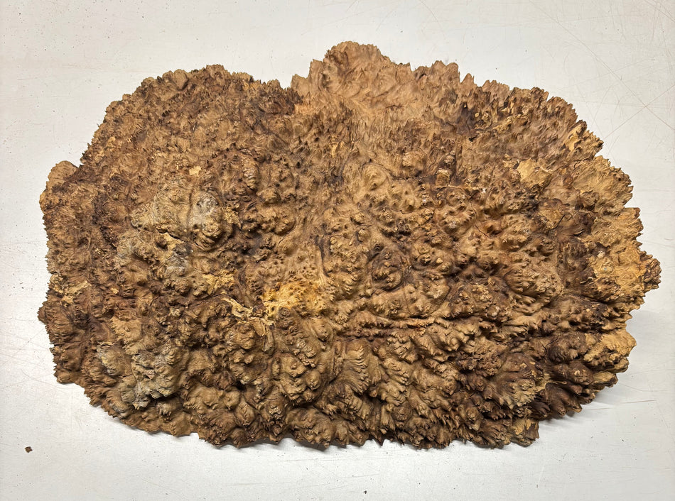 Tazón rojo Coolibah Burl 6" x 6" x 3" - 2.2 lbs | #202