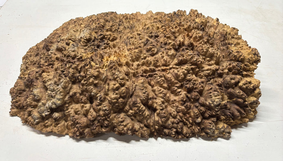 Tazón rojo Coolibah Burl 6" x 6" x 3" - 2.2 lbs | #202