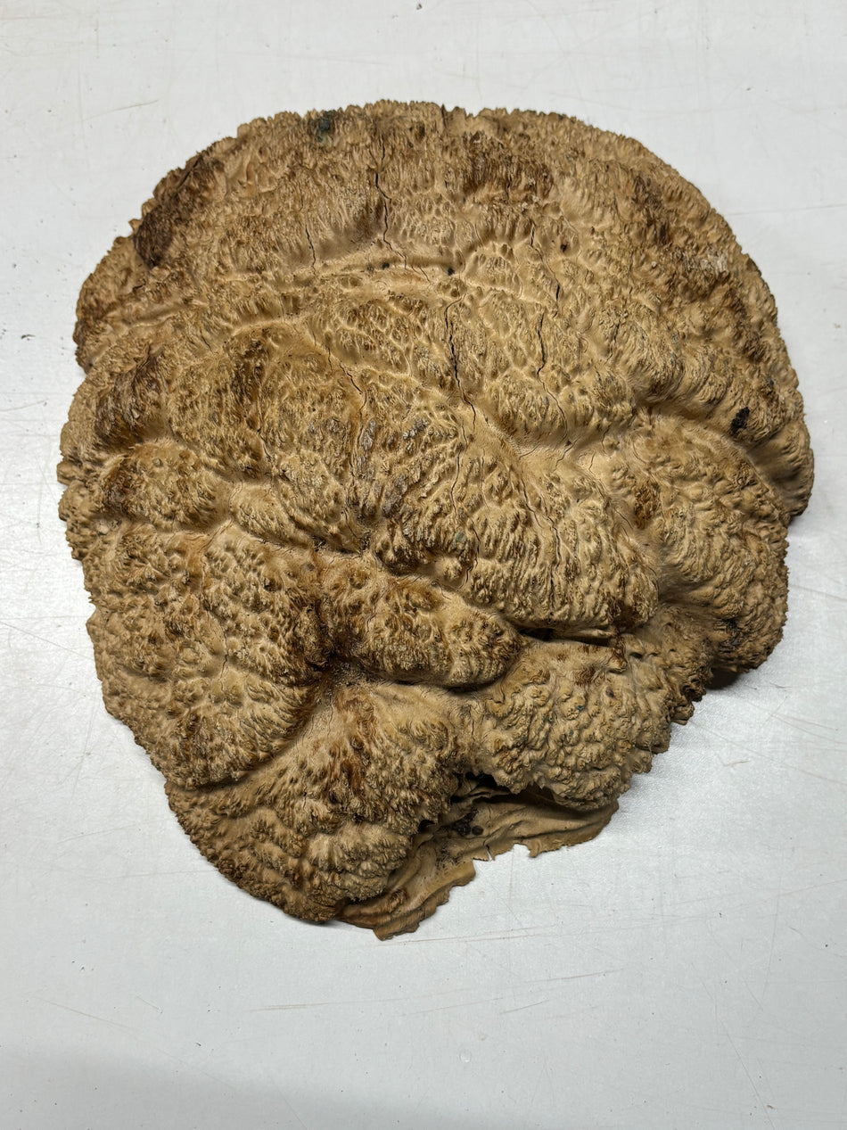 Brown Mallee Burl Cap 14" x 13" x 4" 14 Lbs #8031