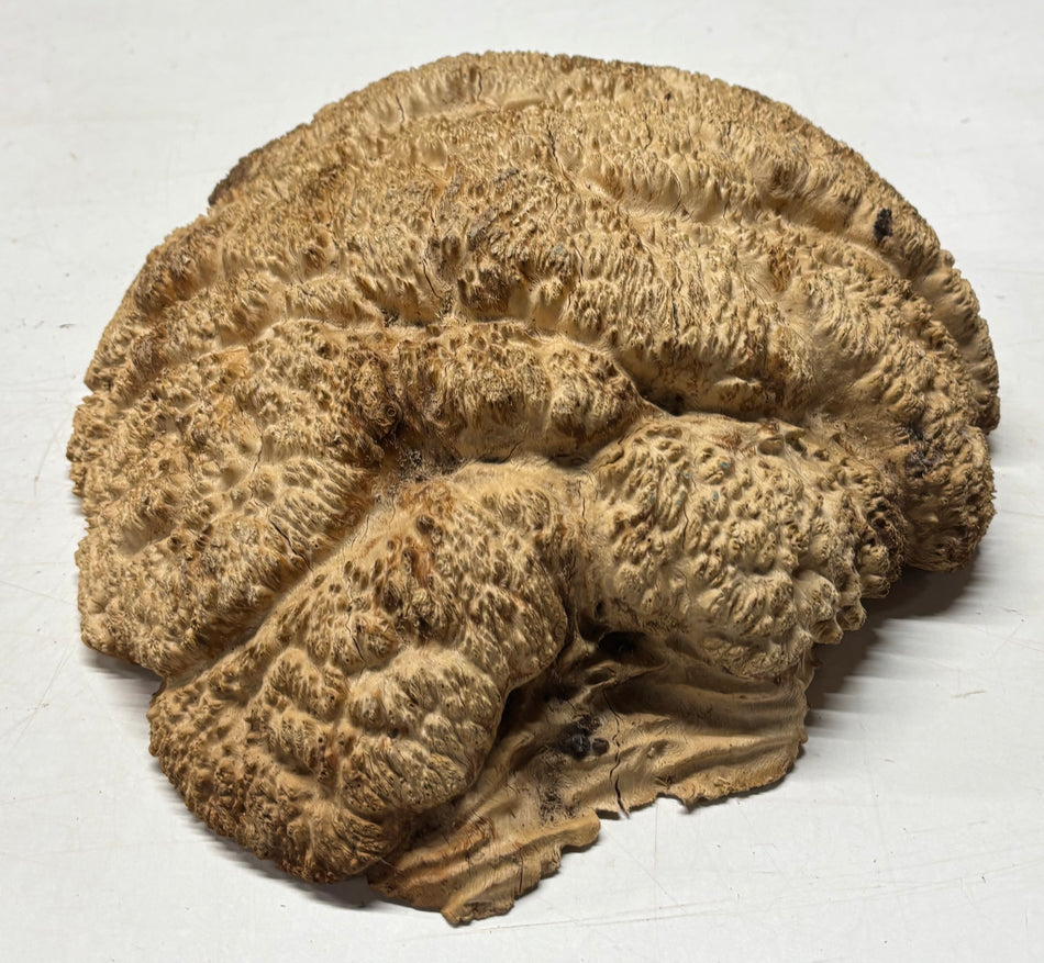 Brown Mallee Burl Cap 14" x 13" x 4" 14 Lbs #8031