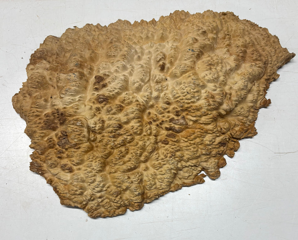 Brown Mallee Burl Cap 19" x 14" x 2.5" 12.6 Lbs #8032