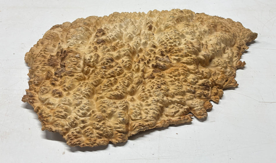 Brown Mallee Burl Cap 19" x 14" x 2.5" 12.6 Lbs #8032