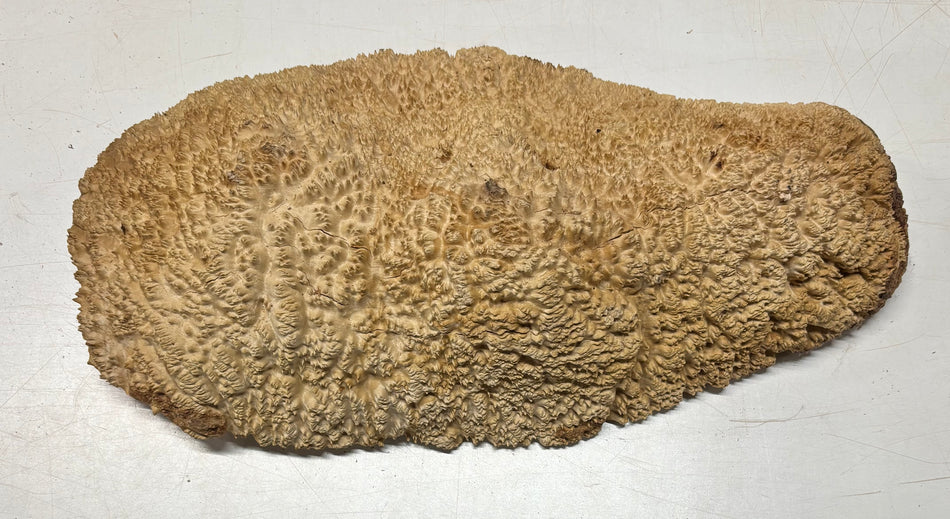 Brown Mallee Burl Cap 22" x 11" x 3" 19.9 Lbs #8034