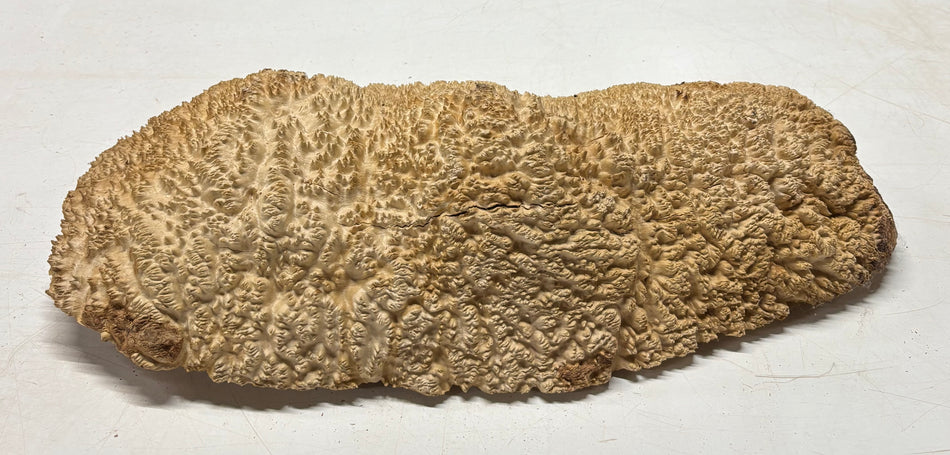 Brown Mallee Burl Cap 22" x 11" x 3" 19.9 Lbs #8034