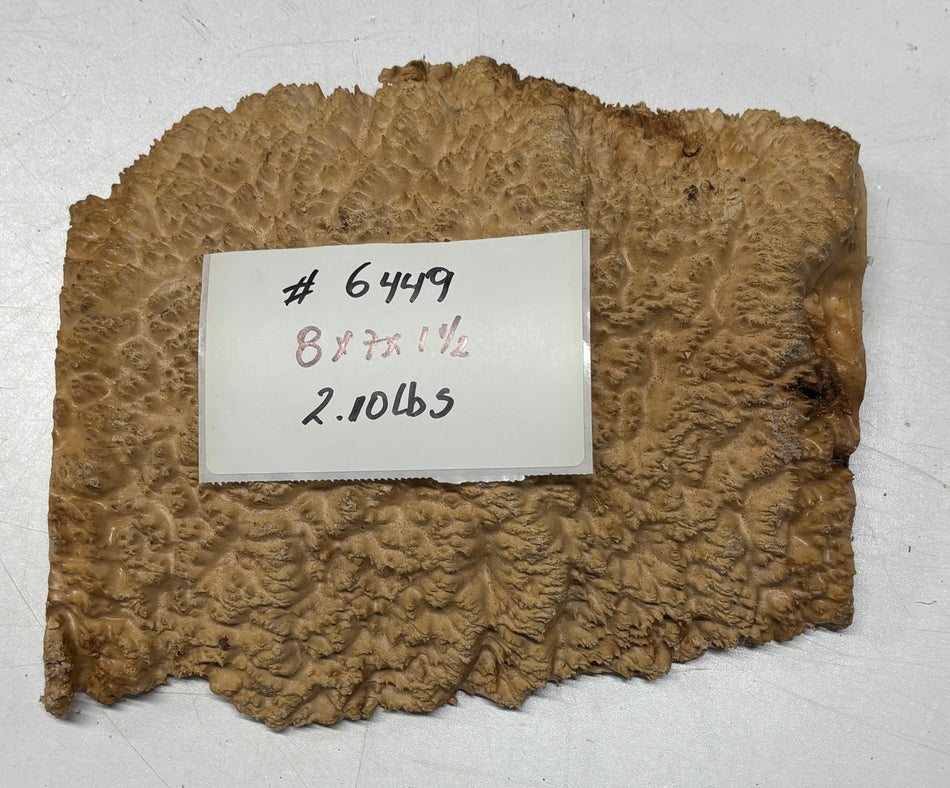 Brown Mallee Burl Cap 8" x 7" x 1.5 2.10 Lbs" #6449