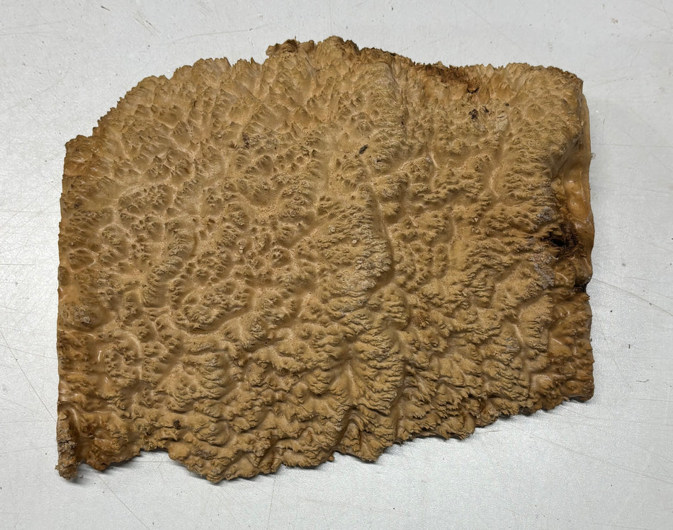 Brown Mallee Burl Cap 8" x 7" x 1.5 2.10 Lbs" #6449