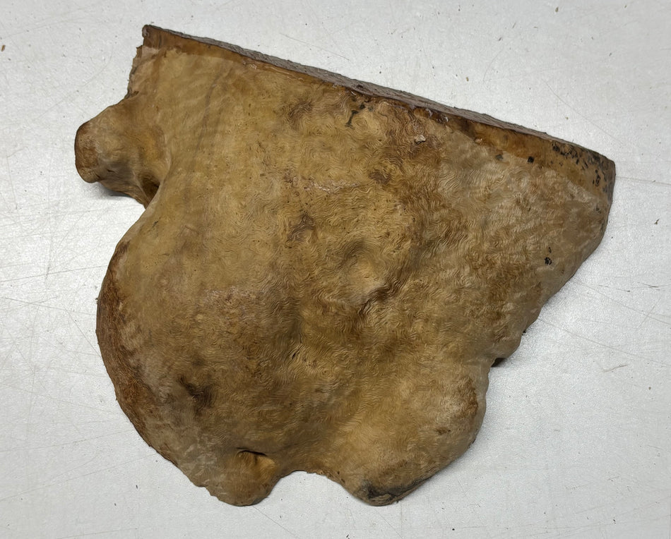 Brown Mallee Burl Cap 7" x 7" x 2" 2 Lbs #6450