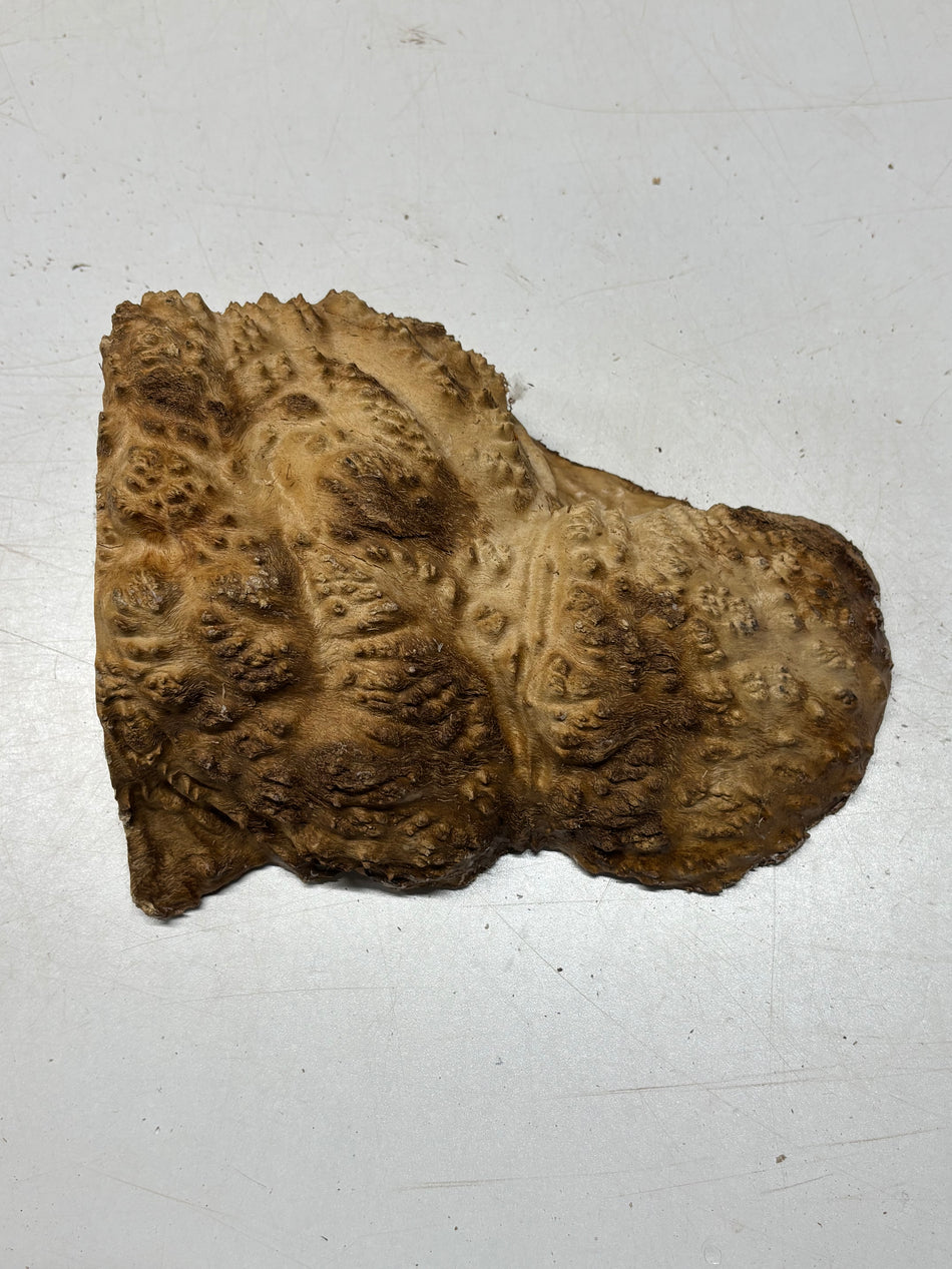Brown Mallee Burl Cap 8" x 6" x 2" 3.10 Lbs #6451
